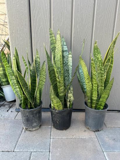 Picture of Snake Plant